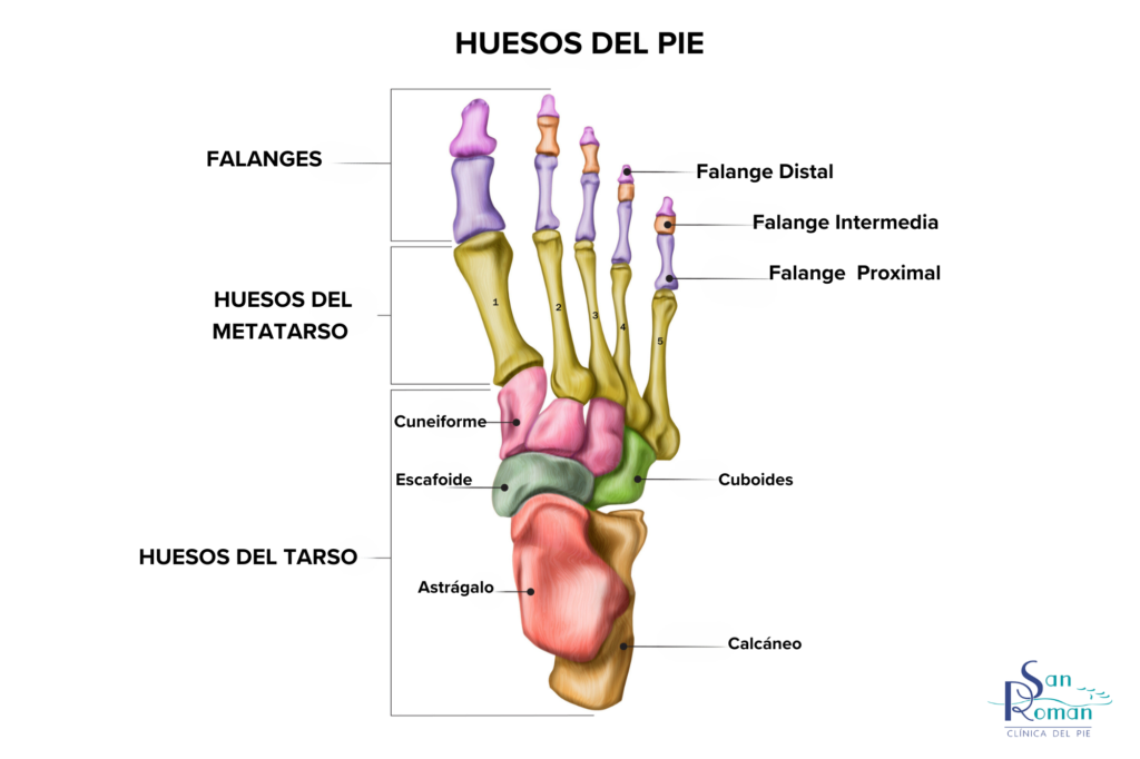 huesos del pie al detalle