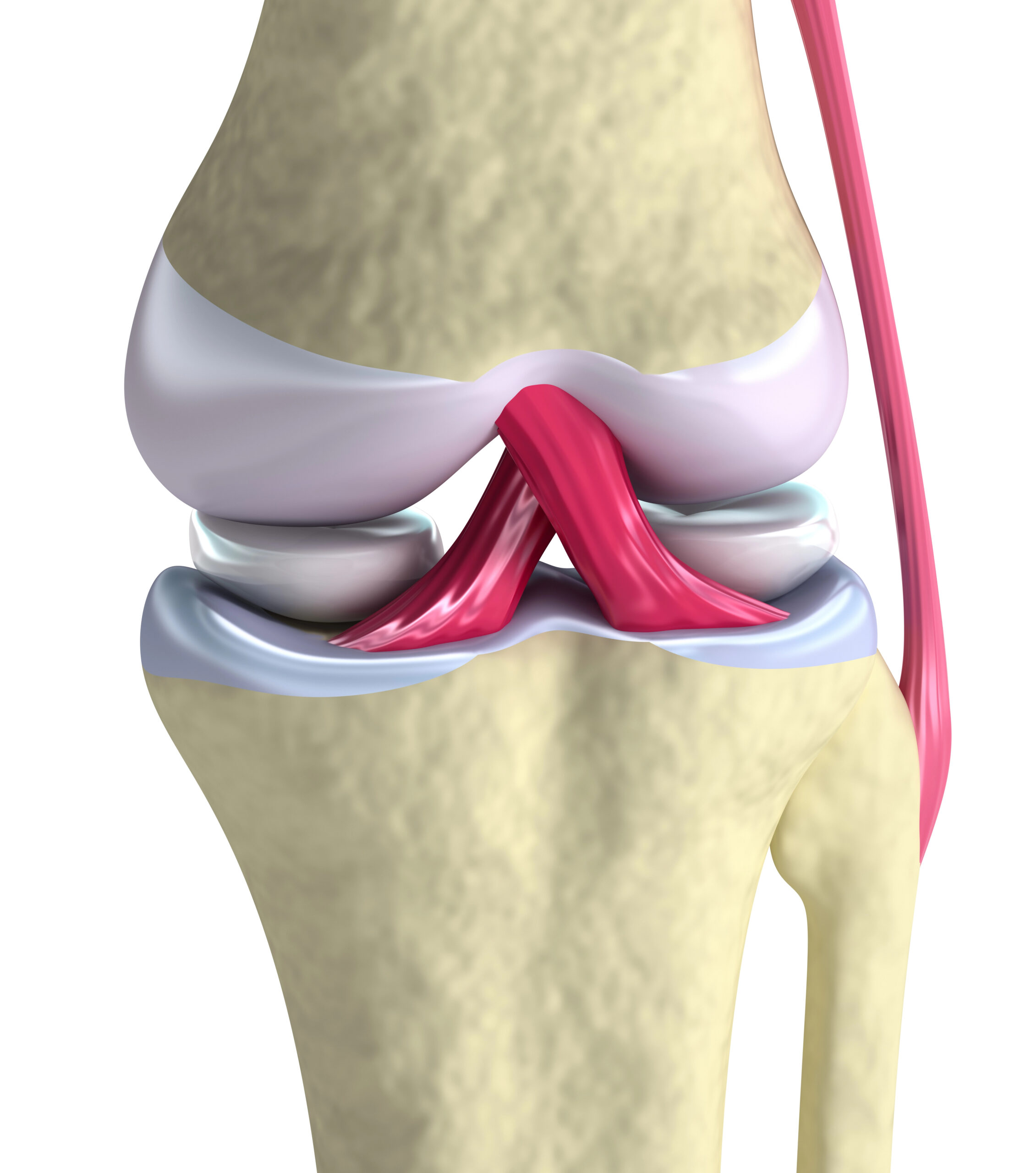 Anatomía de la cadena cinética pie-rodilla-cadera — Clínica San Román Alicante