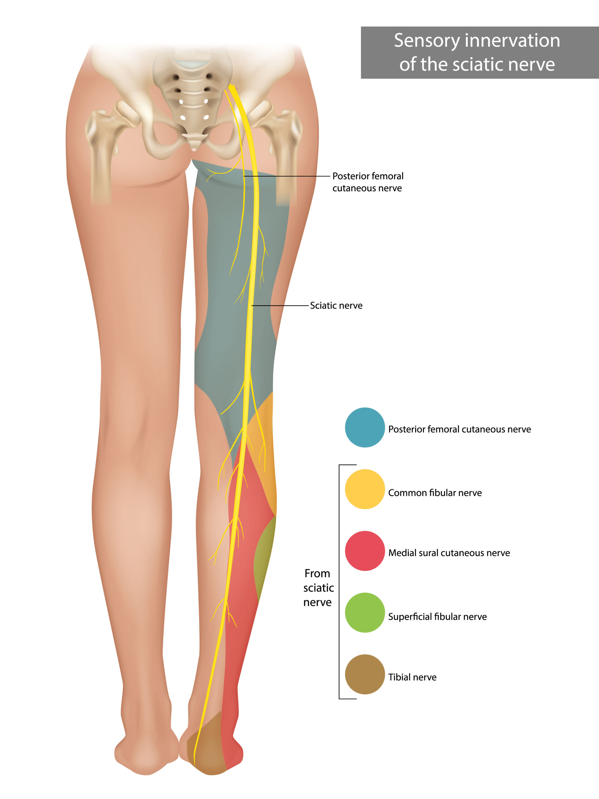 Anatomía del túnel tarsiano — paso del nervio tibial posterior bajo el retináculo flexor en Clínica San Román Alicante