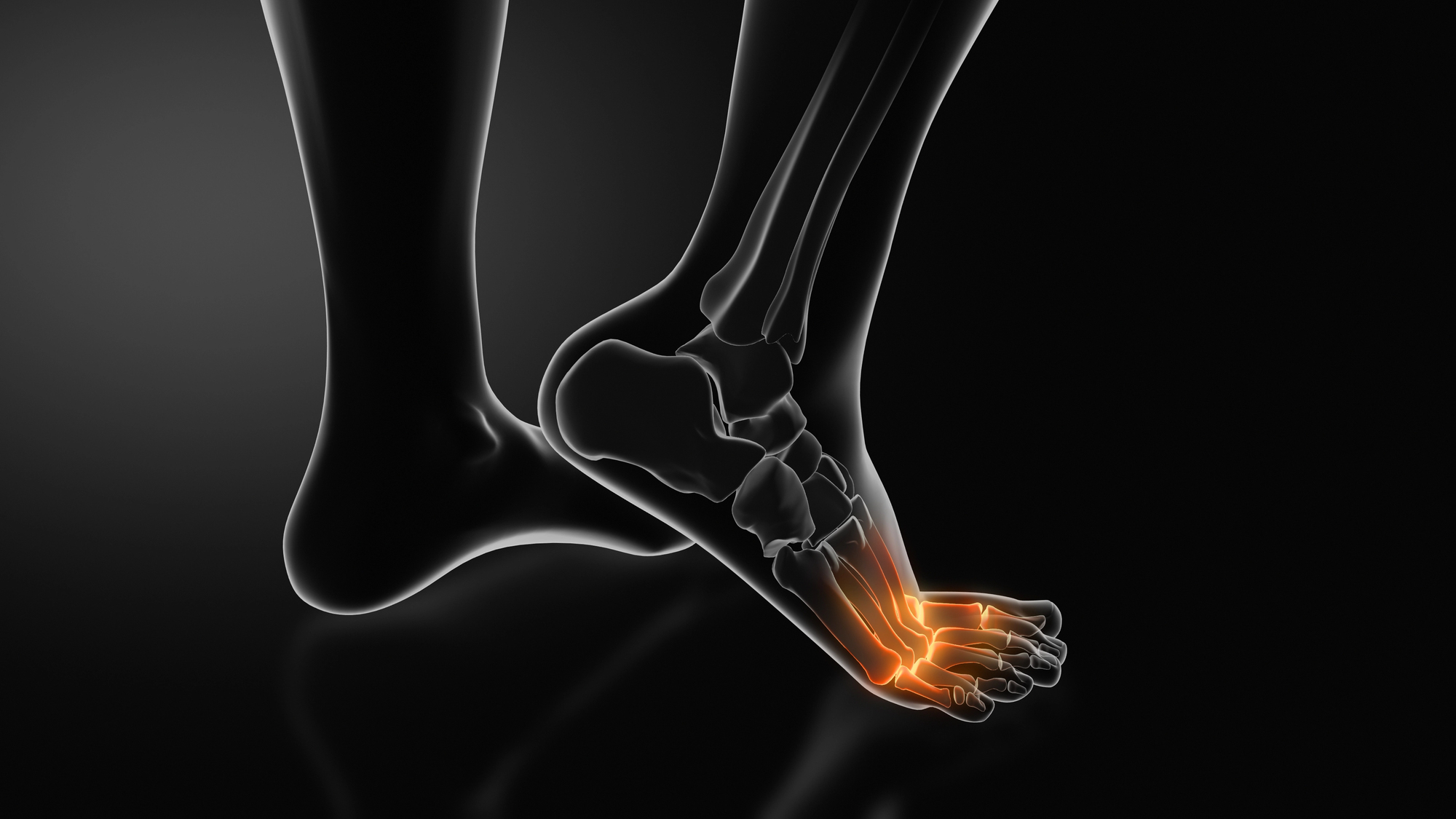 Anatomy of the calcaneus and plantar adipose pad - Clínica San Román Alicante